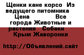 Щенки кане корсо! Из ведущего питомника! › Цена ­ 60 000 - Все города Животные и растения » Собаки   . Крым,Жаворонки